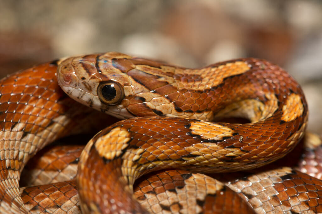 Imagem do Cornsnake